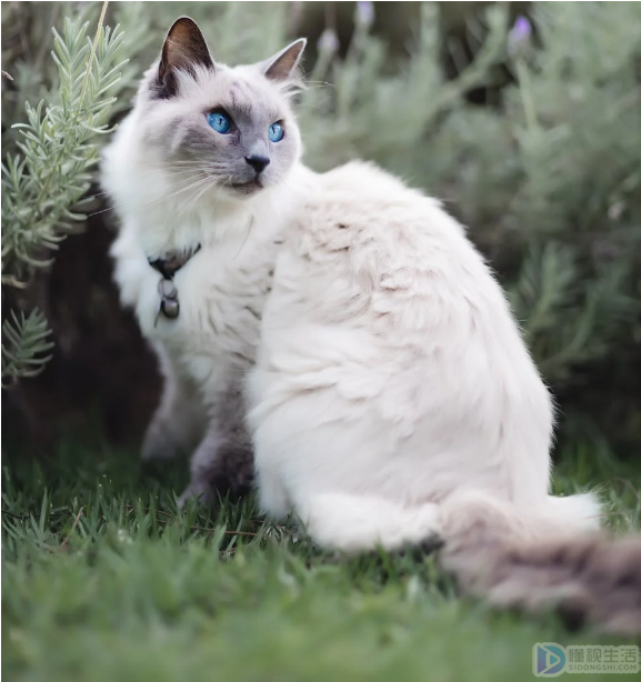 怀疑猫生什么意思(猫多久生一胎怀孕多久生)